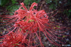彼岸花