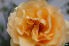 道端に咲く花