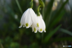 道端に咲く花