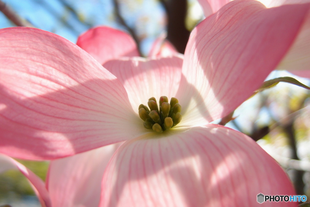 道端に咲く花