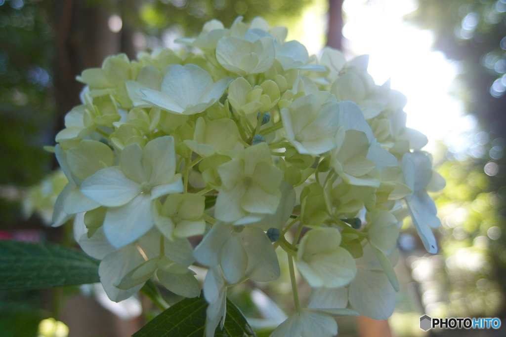 道端に咲く花