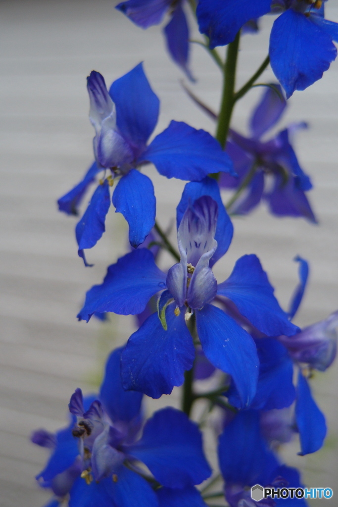 道端に咲く花
