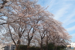 サクラ