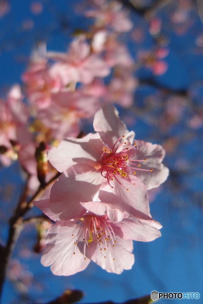 道端に咲く花