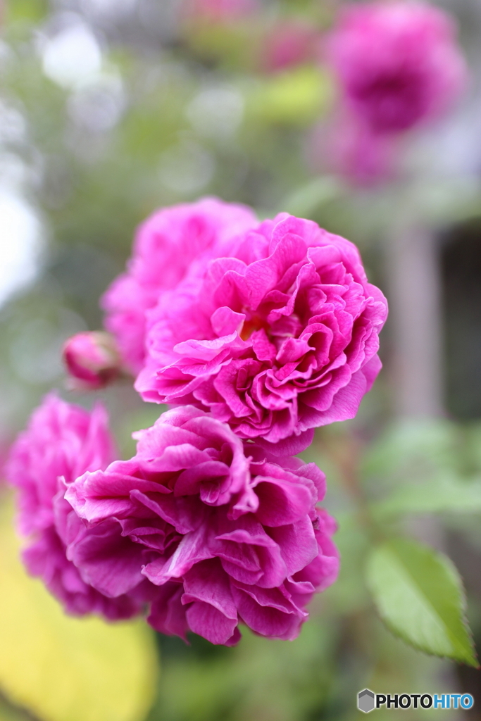 道端に咲く花