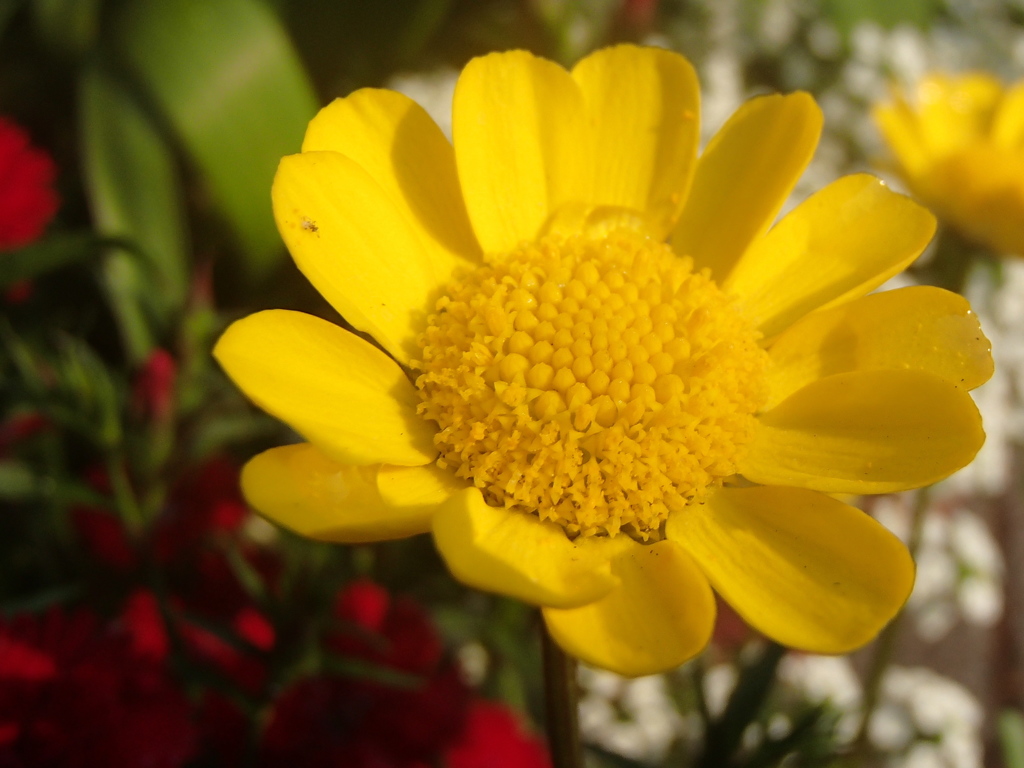 花