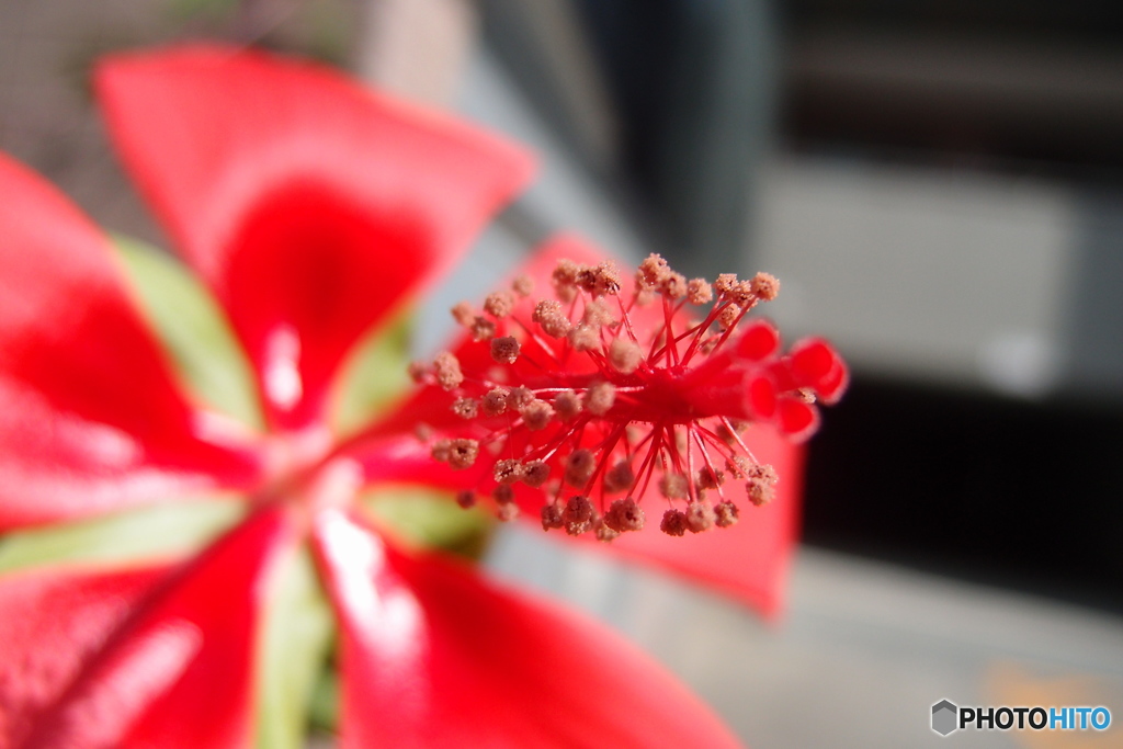 道端に咲く花