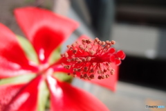 道端に咲く花