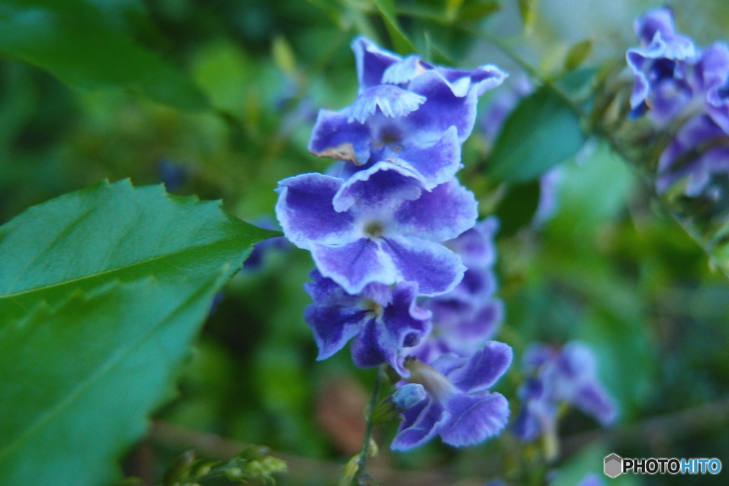 道端に咲く花