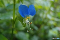 道端に咲く花