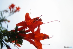 道端に咲く花 道端に咲く花