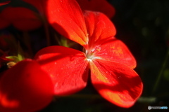 道端に咲く花