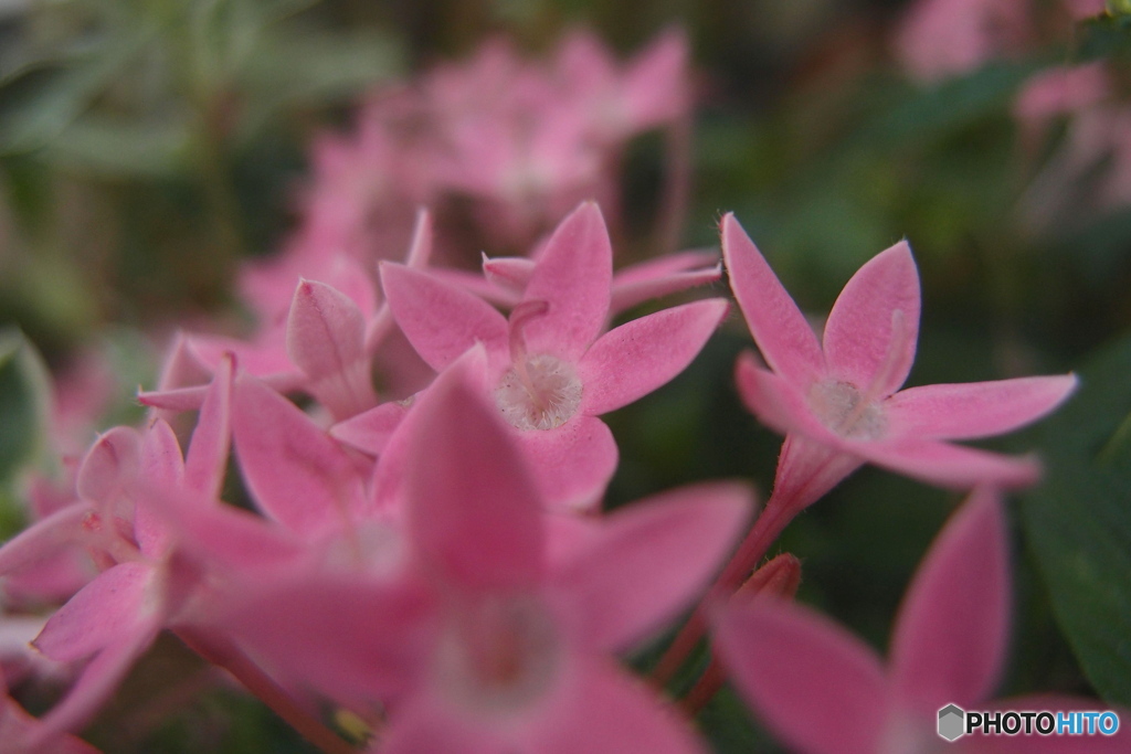道端に咲く花