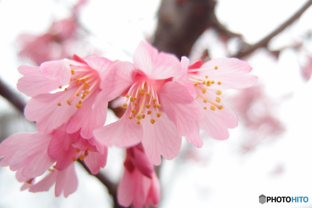 道端に咲く花