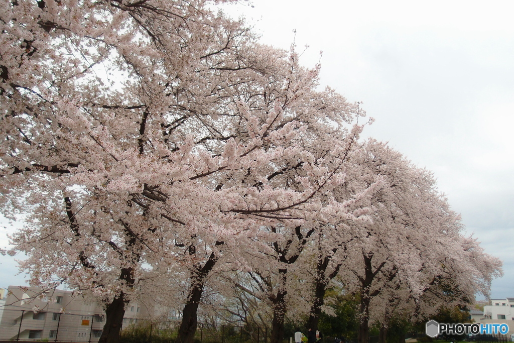桜