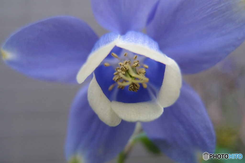道端に咲く花
