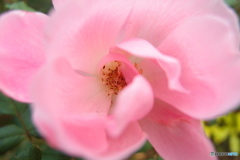 道端に咲く花