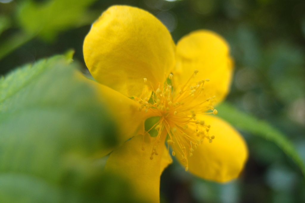 道端に咲く花