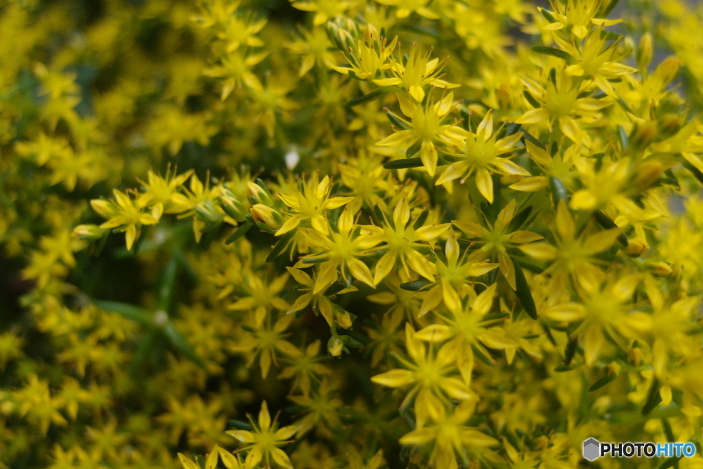道端に咲く花