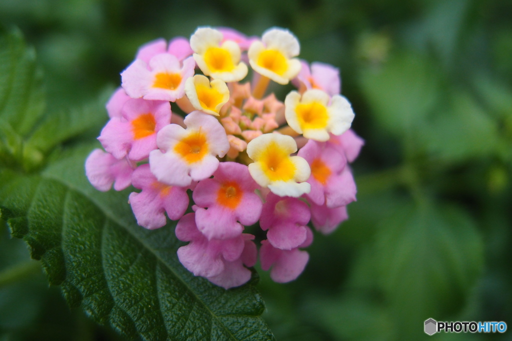 道端に咲く花