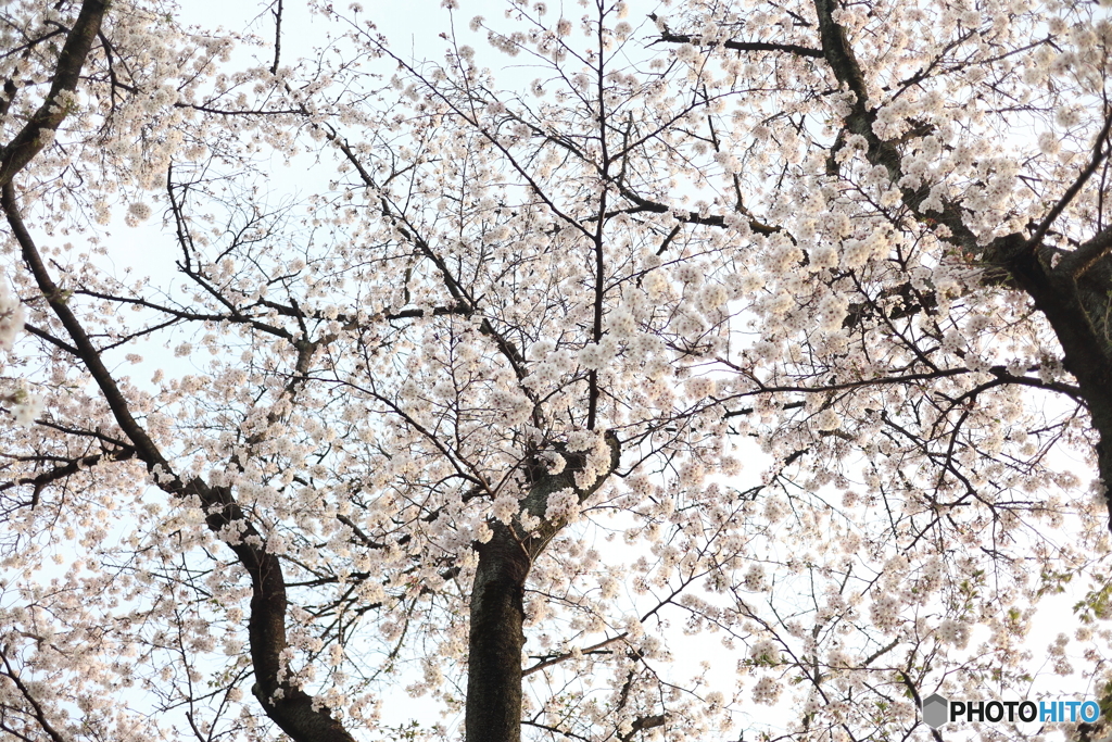 道端に咲く花