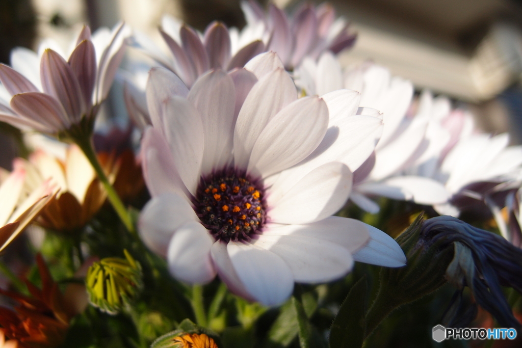 道端に咲く花