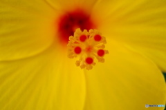 道端に咲く花