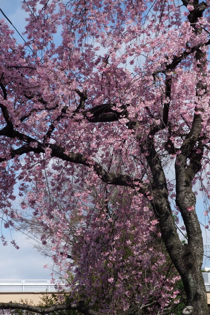 枝垂桜