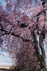 枝垂桜