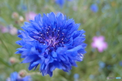 道端に咲く花