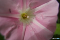道端に咲く花