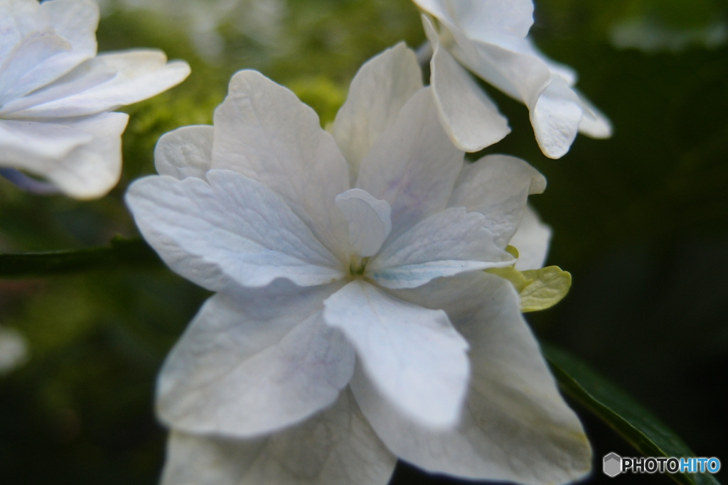 道端に咲く花