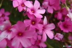 道端に咲く花