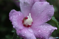 道端に咲く花