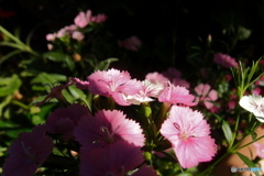 道端に咲く花