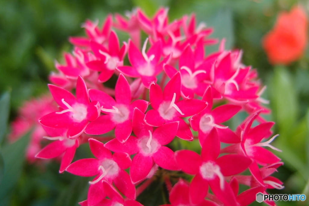 道端に咲く花