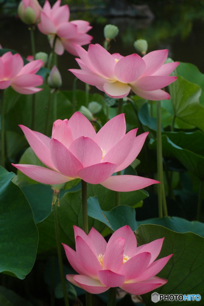 蓮の花