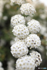 道端に咲く花