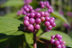 小紫