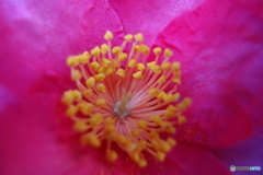 道端に咲く花