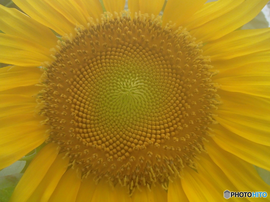 道端に咲く花