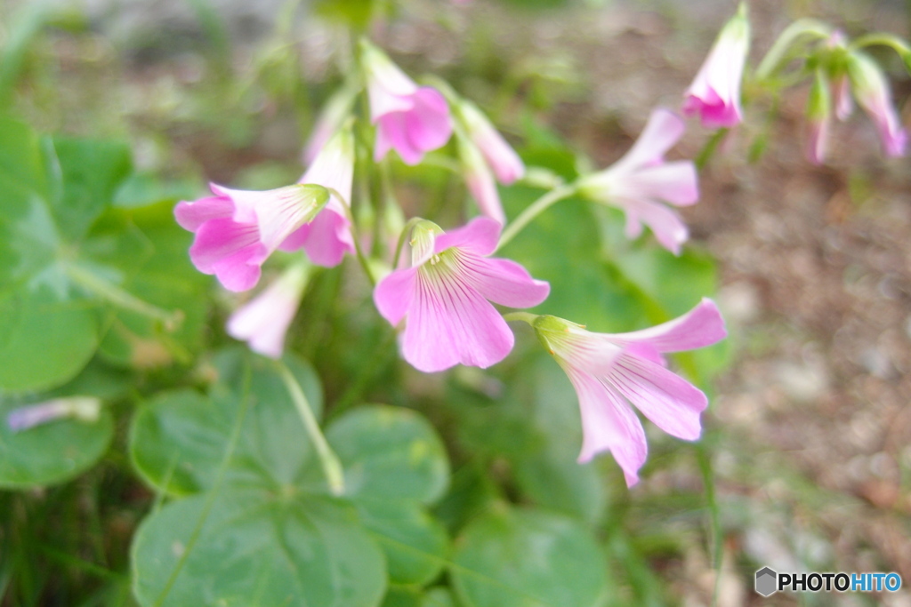道端に咲く花