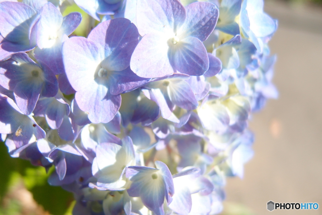 道端に咲く花