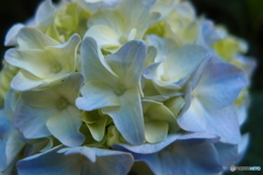 紫陽花