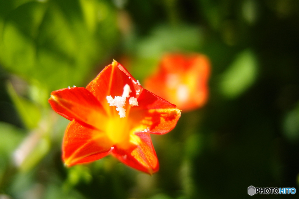 道端に咲く花