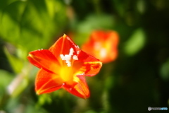 道端に咲く花