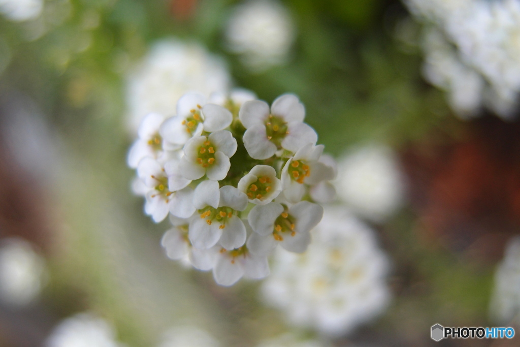 道端に咲く花