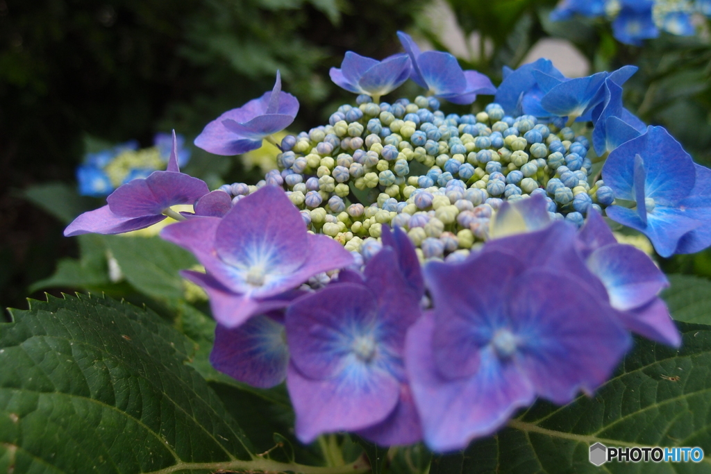道端に咲く花
