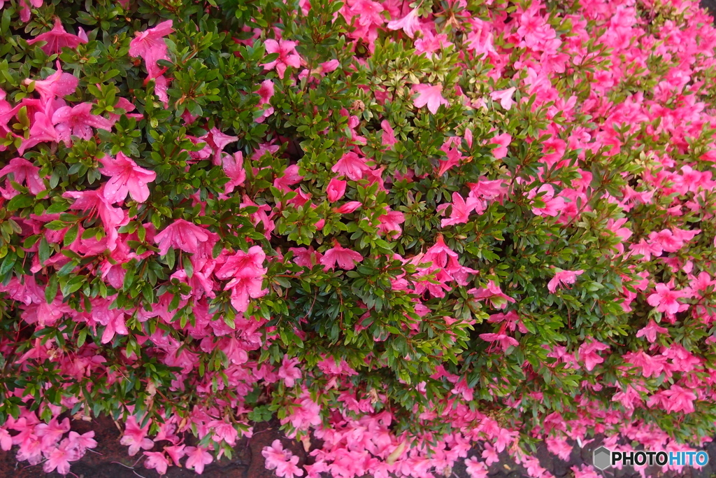 道端に咲く花