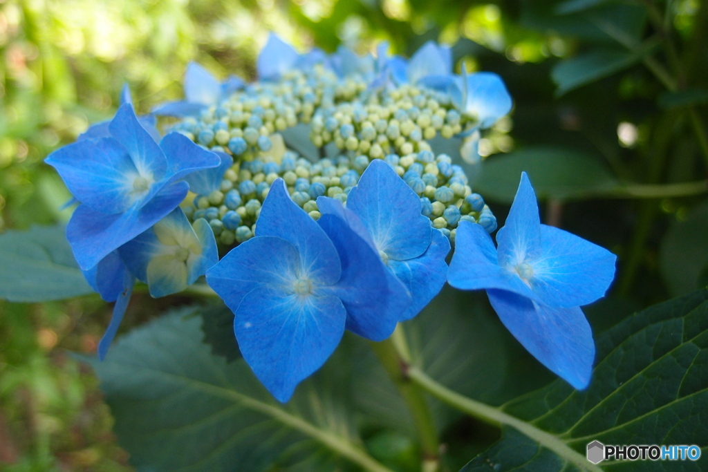 道端に咲く花